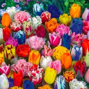 20 Tulip Seeds Mixed Colors Fragrant Flower Plant (much less money than bulbs) - Picture 1 of 1