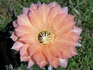 Echinopsis Echinopsishybride  " Träumerei "  blühfreudig  2,7cm x 3cm - Bild 1 von 2