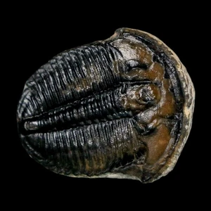 0,9 Zoll Elrathia Kingi Trilobit Fossil Utah Kambrium 521 Millionen Jahre alt Echtheitszertifikat - Bild 1 von 6