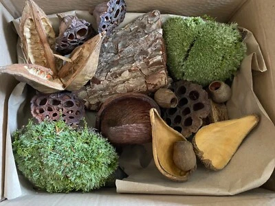 BIOTROPIC. Natural Jungle Pods For Any Reptile Invertebrate Terrarium Vivariums