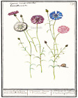 Wildflowers Fine Art Giclee High Resolution 8x10 Print