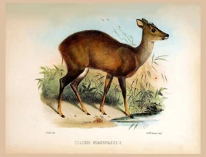 Decor Poster.Home interior design.Room wall print.Brocket Deer.Wildlife art.6793 - Picture 1 of 1