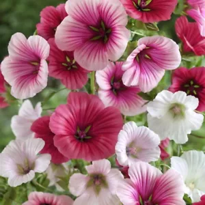 Malope Trifida Seeds, Dwarf Rose Mallow, Border & Bed Flowers, FREE SHIPPING - Picture 1 of 2