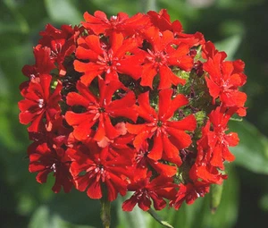 CRUZ MALTESA Lychnis Calcedonica - 7.000 semillas a granel - Imagen 1 de 2