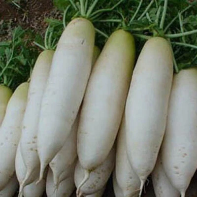 200+ Radish Seeds White Icicle Radish Non GMO Garden Vegetable Seeds USA - Image 1 of 2