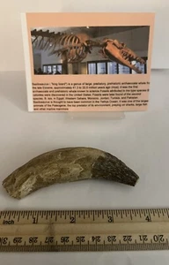 BASILOSAURUS TOOTH FOSSIL Late Eocene 40 Mi Yrs Old Artiodactyl 4” CS 28 - Picture 1 of 3