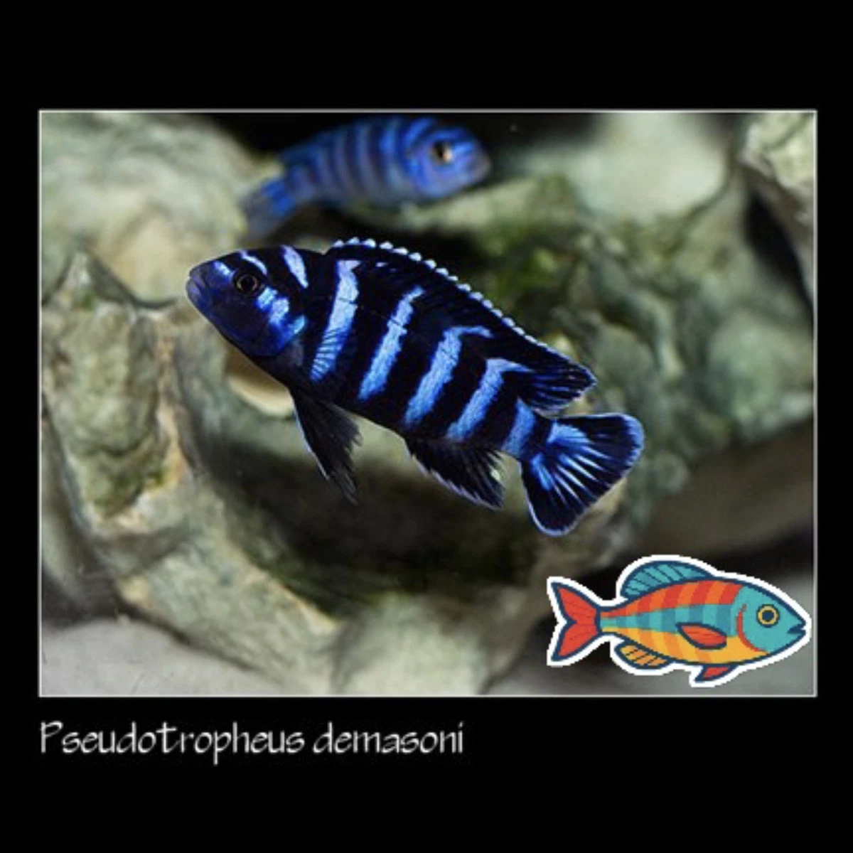 Cichlid Intermediate Aggressive Live Aquarium Fish for sale - eBay