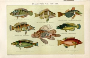 BRIGHTLY COLOURED FISH..Print...1894 - Picture 1 of 1