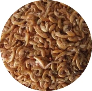 Gammarus Bachflohkrebse Fischfutter Reptilienfutter Vogelfutter Nagerfutter 5 l - Bild 1 von 2