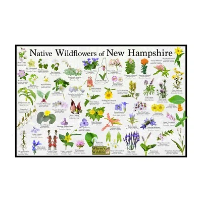 Póster/guía de flores nativas de flores silvestres de New Hampshire Foto 1 de 4