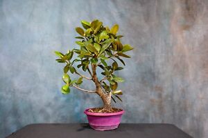 'RUSTY FIG' Ficus Rubiginosa Pre-Bonsai Tree! Thick Trunk! Can Grow Indoors!