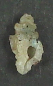 MUREX GUAMENSIS 6,71 mm HERMOSO ESPÉCIMEN Acantilados Orote, Guam - Imagen 1 de 2