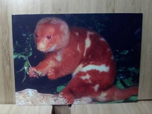 San Diego Zoo🏆SPOTTED CUSCUS 1993 Cardz #78 Trading Card🏆FREE POST - Picture 1 of 2