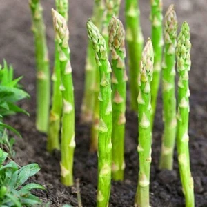 80 ASPARAGUS seeds- Non GMO Perennial Garden Vegetable seeds - Picture 1 of 11