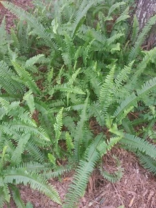 20  Boston fern  from my  garden rooted,  15 to 24" long,  in moist soil - Picture 1 of 5