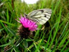 Photo 6x4 Green-Veined White Butterfly , Curly Milltown/H3861 Pictured f c2013