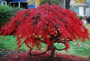 JAPANESE MAPLE TREE 10 SEEDS ACER PALMATUM INDOOR AND OUTDOOR - Picture 1 of 5