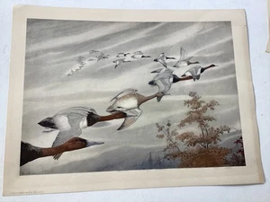 Rex Brasher Hand Colored Print Canvasback Ducks Ca. 1931 - Picture 1 of 13