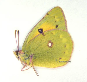 Unmounted Butterfly/Pieridae - Colias chrysotheme, FEMALE, Hungary - Picture 1 of 1