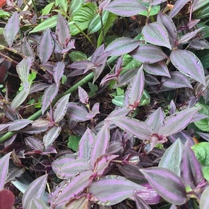 Dark Purple Tradescantia 10 Rooted Pieces  - Picture 1 of 7