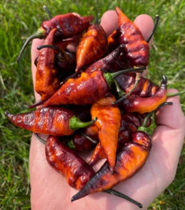 Black Panther Rare Pepper Seeds Premium Packet - Picture 1 of 1