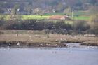 Photo 6X4 East Devon : The River Axe Seaton/Sy2490 Birds Flying Above Th C2011