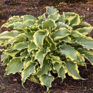 Hosta Shadowland Voices in the Wind x 3 Pack - 5cm Plug Plants - FREE Postage - Picture 1 of 8