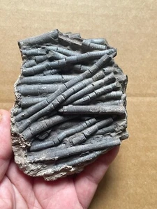 240g Trias Natur Crinoid Präparat Geologisches Gestein - Bild 1 von 23