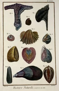 1751 Martinet, Coquilles de Mer, Sea Shells, marine life, hand coloured, 39 cm - Picture 1 of 3