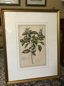 Justicia Pictal by P.J. Buchoz for Herbier Artificiel Botanical 1783 Print - Picture 1 of 12