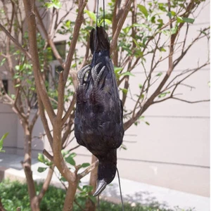 Realistic Hanging Dead Crow Decoy Lifesize Extra Large Crow Feathered Halloween* - Picture 1 of 12