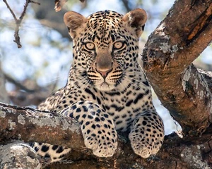 Young Leopard in the Serengeti National Park 8"x10" Photograph Print 8x10 - Picture 1 of 2