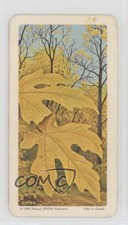 1968 Brooke Bond Red Rose Trees of North America Tea Broadleaf Maple #39 0v7t