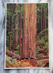 Vintage "Man Eater" California Giant Redwood Tree Postcard ~ Unposted - Picture 1 of 2