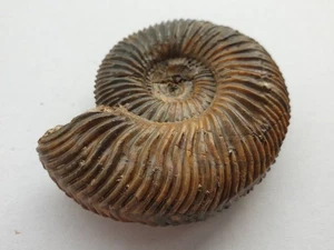 Splendida Garantiana suevica - Dogger (Bajocium) - Sengenthal - vecchia collezione - Foto 1 di 10