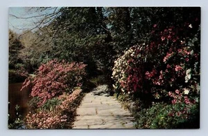 Azalea-lined Path Bellingrath Gardens Alabama By W. Lavender Postcard Unposted - Picture 1 of 2