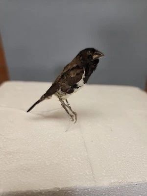 BJV76 Pluma Elevada Bronce Maniquí Pájaro Montaje Taxidermia Foto 1 de 4