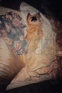 Original Foto 4x6 braun Haustier Hund liegend auf Bett H50 #35 - Bild 1 von 2