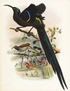 Plate No. 19 Epimachus Speciesus Birds of Paradise by Daniel Elliot Giclee Repro - Picture 1 of 2