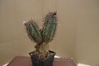Echinopsis shaferi, cactus succulent cactus