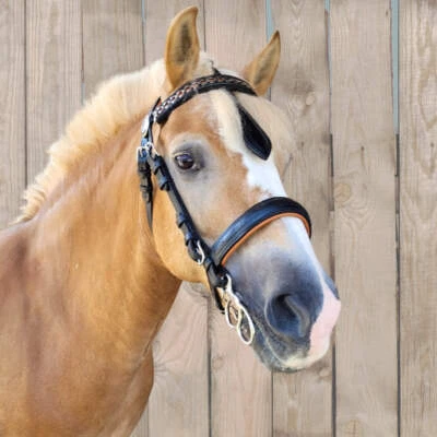 Fahrzaum/Kopfstück ohne Scheuklappen anatomisch, super weich, versch. Größen/Far - Bild 1 von 4