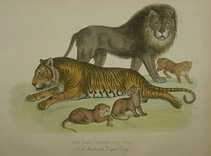 EL LEÓN, TIGRESA Y CACHORROS DE LA HISTORIA NATURAL DE BUFFON. LONDRES 1860. - Imagen 1 de 1