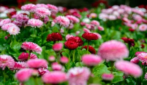 Bellis Perennis-English Daisy color mix  seed - Picture 1 of 2
