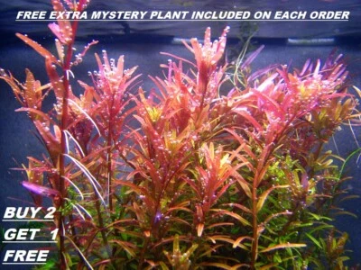 BUY 2 GET 1 FREE Rotala Rotundifolia RED Live Aquarium Plant Aquatic Plant - Image 1 of 3