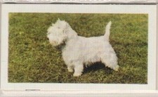 Hornimans Tea Dog Cards 1961. West Highland White Terrier