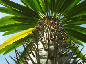 Pachypodium Lamerei - 10 Seeds - Succulent of Madagascar