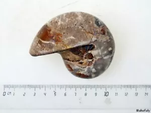 AM34 Ammonit Nautilus Perlboot D 95 mm poliert 450 Gr. - Bild 1 von 6