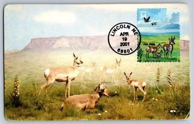 #3506a Great Plains Prairie Pronghorns FDC Maxi Card on Vintage PC - Image 1 of 2