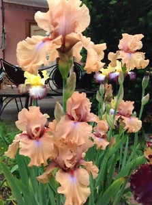 Bearded Tall Iris  'Amber Essence' (Barry Blyth, R. 2006)- rhizome - Picture 1 of 2