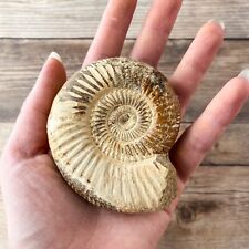 Fossile d'ammonite (blanc) poli ; 132 g authentique réel